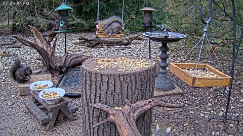 LIVE 24/7 Indiana Birds, Squirrels and Wildlife Feeder Cam