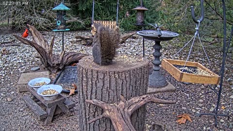 LIVE 24/7 Indiana Birds, Squirrels and Wildlife Feeder Cam