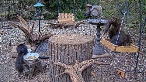 LIVE 24/7 Indiana Birds, Squirrels and Wildlife Feeder Cam