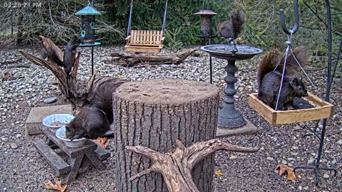 LIVE 24/7 Indiana Birds, Squirrels and Wildlife Feeder Cam