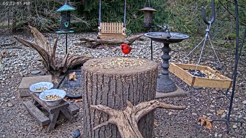 LIVE 24/7 Indiana Birds, Squirrels and Wildlife Feeder Cam