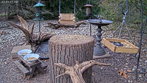 LIVE 24/7 Indiana Birds, Squirrels and Wildlife Feeder Cam