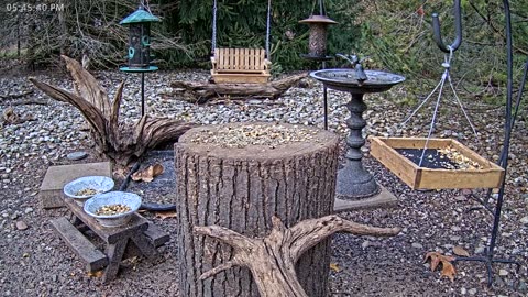 LIVE 24/7 Indiana Birds, Squirrels and Wildlife Feeder Cam