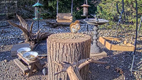 LIVE 24/7 Indiana Birds, Squirrels and Wildlife Feeder Cam