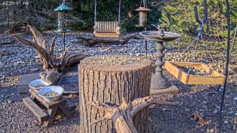 LIVE 24/7 Indiana Birds, Squirrels and Wildlife Feeder Cam