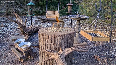 LIVE 24/7 Indiana Birds, Squirrels and Wildlife Feeder Cam