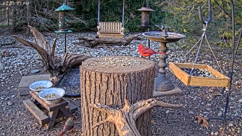 LIVE 24/7 Indiana Birds, Squirrels and Wildlife Feeder Cam