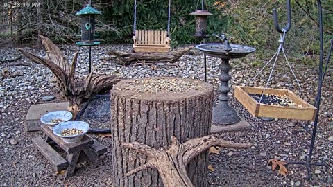 LIVE 24/7 Indiana Birds, Squirrels and Wildlife Feeder Cam