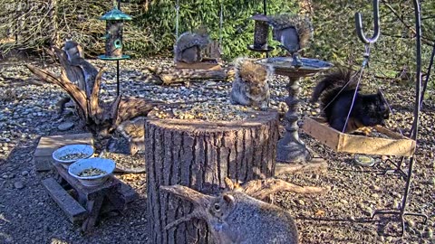 LIVE 24/7 Indiana Birds, Squirrels and Wildlife Feeder Cam