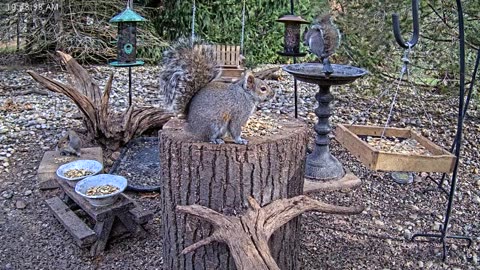 LIVE 24/7 Indiana Birds, Squirrels and Wildlife Feeder Cam