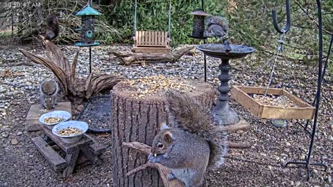 LIVE 24/7 Indiana Birds, Squirrels and Wildlife Feeder Cam