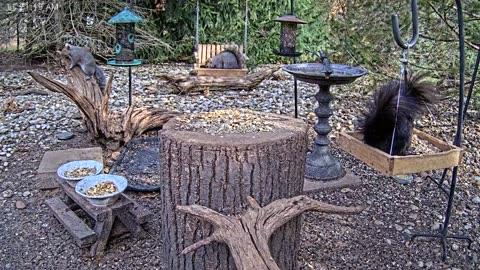 LIVE 24/7 Indiana Birds, Squirrels and Wildlife Feeder Cam