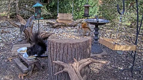 LIVE 24/7 Indiana Birds, Squirrels and Wildlife Feeder Cam