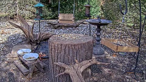 LIVE 24/7 Indiana Birds, Squirrels and Wildlife Feeder Cam