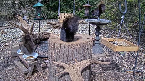 LIVE 24/7 Indiana Birds, Squirrels and Wildlife Feeder Cam