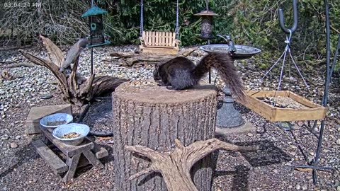 LIVE 24/7 Indiana Birds, Squirrels and Wildlife Feeder Cam