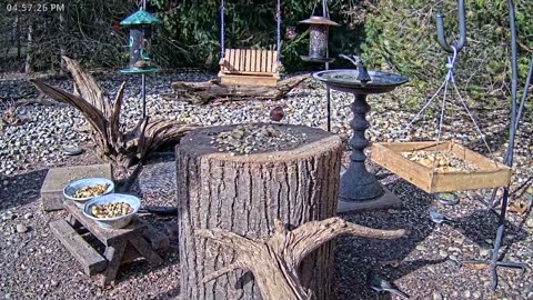 LIVE 24/7 Indiana Birds, Squirrels and Wildlife Feeder Cam