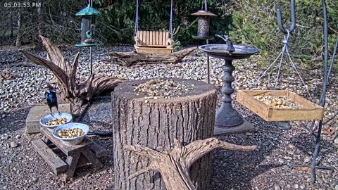 LIVE 24/7 Indiana Birds, Squirrels and Wildlife Feeder Cam