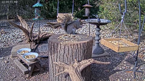 LIVE 24/7 Indiana Birds, Squirrels and Wildlife Feeder Cam