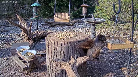 LIVE 24/7 Indiana Birds, Squirrels and Wildlife Feeder Cam