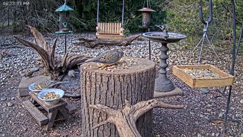 LIVE 24/7 Indiana Birds, Squirrels and Wildlife Feeder Cam