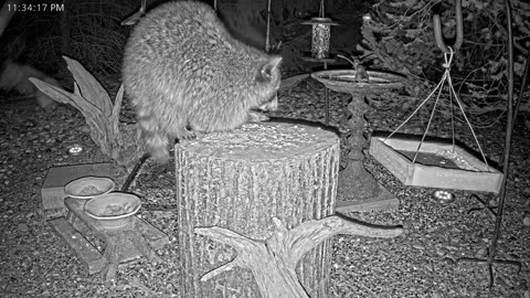 LIVE 24/7 Indiana Birds, Squirrels and Wildlife Feeder Cam