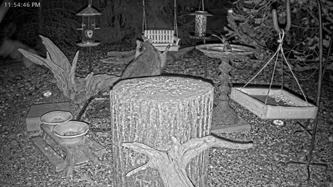 LIVE 24/7 Indiana Birds, Squirrels and Wildlife Feeder Cam