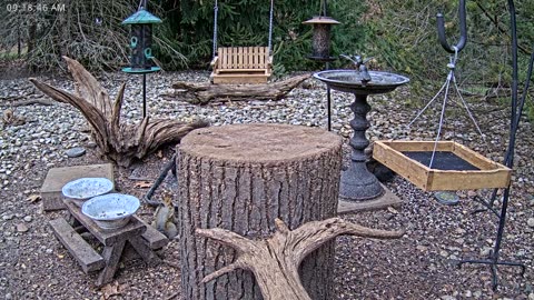 LIVE 24/7 Indiana Birds, Squirrels and Wildlife Feeder Cam