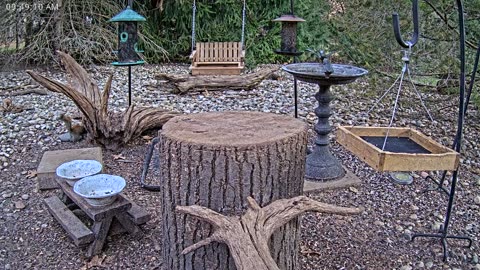 LIVE 24/7 Indiana Birds, Squirrels and Wildlife Feeder Cam