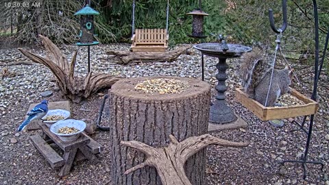 LIVE 24/7 Indiana Birds, Squirrels and Wildlife Feeder Cam