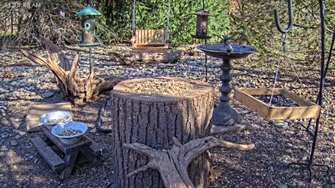 LIVE 24/7 Indiana Birds, Squirrels and Wildlife Feeder Cam