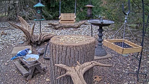 LIVE 24/7 Indiana Birds, Squirrels and Wildlife Feeder Cam