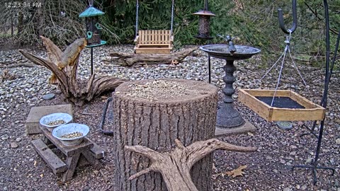 LIVE 24/7 Indiana Birds, Squirrels and Wildlife Feeder Cam