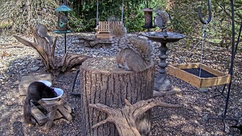 LIVE 24/7 Indiana Birds, Squirrels and Wildlife Feeder Cam