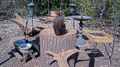 LIVE 24/7 Indiana Birds, Squirrels and Wildlife Feeder Cam