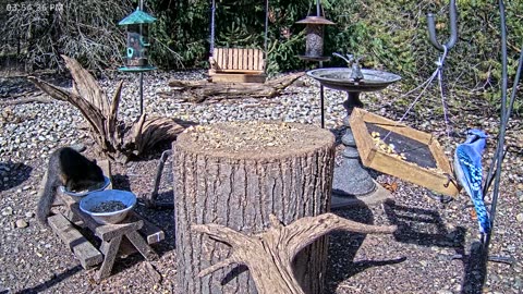 LIVE 24/7 Indiana Birds, Squirrels and Wildlife Feeder Cam