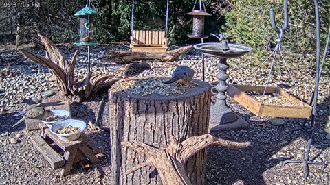 LIVE 24/7 Indiana Birds, Squirrels and Wildlife Feeder Cam