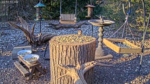 LIVE 24/7 Indiana Birds, Squirrels and Wildlife Feeder Cam