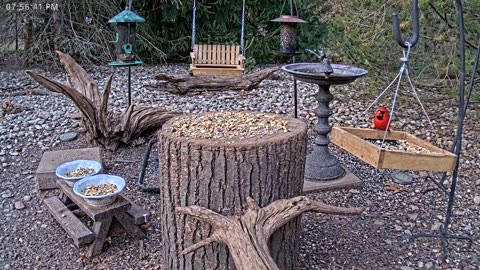 LIVE 24/7 Indiana Birds, Squirrels and Wildlife Feeder Cam