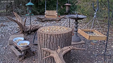 LIVE 24/7 Indiana Birds, Squirrels and Wildlife Feeder Cam