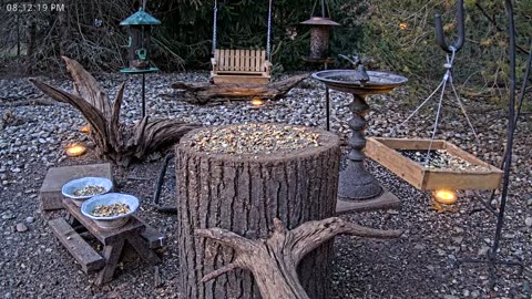 LIVE 24/7 Indiana Birds, Squirrels and Wildlife Feeder Cam