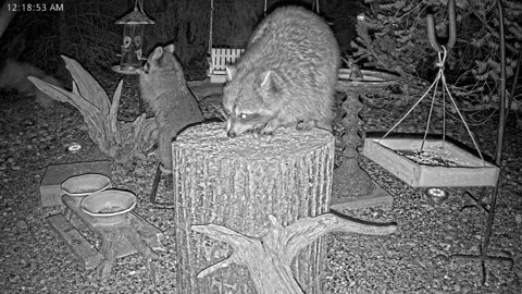 LIVE 24/7 Indiana Birds, Squirrels and Wildlife Feeder Cam