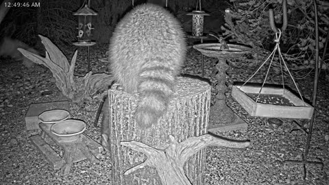 LIVE 24/7 Indiana Birds, Squirrels and Wildlife Feeder Cam