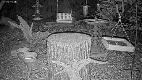 LIVE 24/7 Indiana Birds, Squirrels and Wildlife Feeder Cam