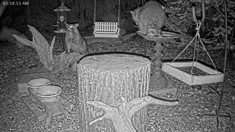 LIVE 24/7 Indiana Birds, Squirrels and Wildlife Feeder Cam