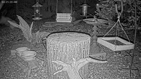 LIVE 24/7 Indiana Birds, Squirrels and Wildlife Feeder Cam