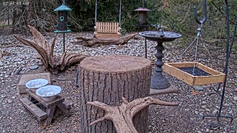 LIVE 24/7 Indiana Birds, Squirrels and Wildlife Feeder Cam