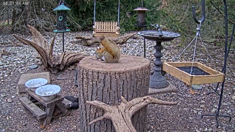 LIVE 24/7 Indiana Birds, Squirrels and Wildlife Feeder Cam