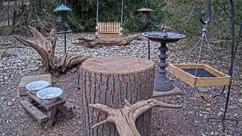 LIVE 24/7 Indiana Birds, Squirrels and Wildlife Feeder Cam