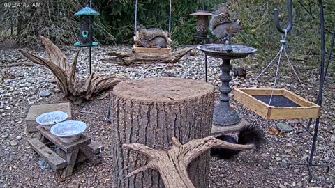 LIVE 24/7 Indiana Birds, Squirrels and Wildlife Feeder Cam